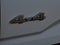 2022 Toyota Tacoma 4WD 4WD SR Access Cab 6' Bed I4 AT (Natl)